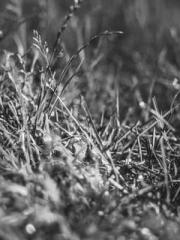 The Undefeated Son-i