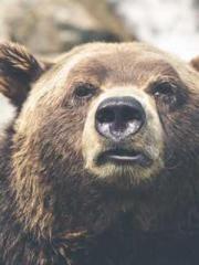 Saintly Gate Venerab