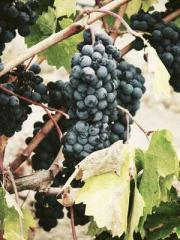 The Imperial Uncleap