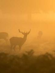 One Night of Indulge