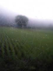 The Exclusive Daught