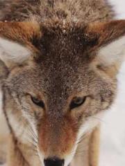 The Sovereign of the